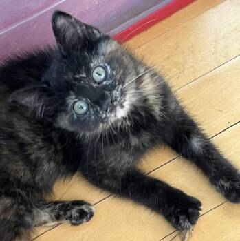 Whiskers -  Domestic Short Hair and Tortoiseshell Cat for Adoption in Butte, Montana - Whiskers | PetCurious