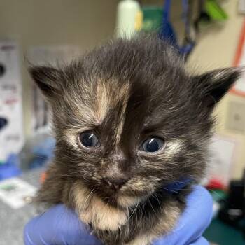 Pesto -  Domestic Medium Hair Cat for Adoption in Pasadena, California - Pesto | PetCurious