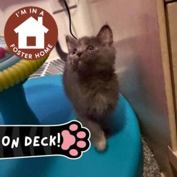 Madison -  Domestic Short Hair Cat Available for Adoption in Janesville, Wisconsin - Madison | PetCurious