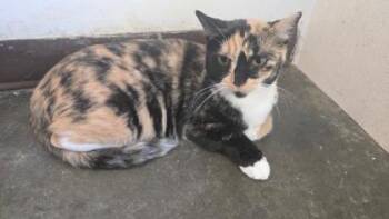 Cali -  Domestic Short Hair Cat for Adoption in Clinton, Missouri - Cali | PetCurious