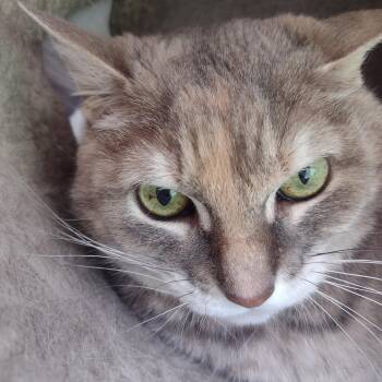 Domestic Short Hair Cats Available for Adoption in Rockford, Michigan - Erma - Bonded W/Max | PetCurious