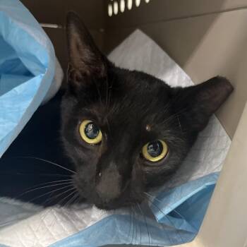 Maryam -  Domestic Medium Hair Cat for Adoption in Marshall, Virginia - Maryam | PetCurious