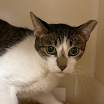 Little Debbie -  Domestic Short Hair Cat for Adoption in Yuma, Arizona - Little Debbie | PetCurious