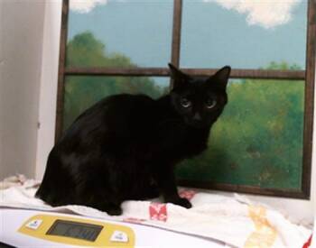 A2092869 -  Domestic Short Hair Cat for Adoption in Houston, Texas - A2092869 | PetCurious