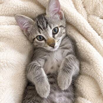 Destini -  Domestic Short Hair Cat for Adoption in Tucson, Arizona - Destini | PetCurious