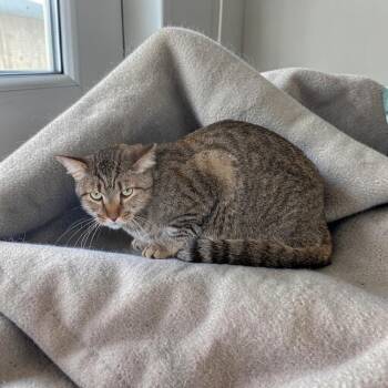 Kaz -  Tabby Cat for Adoption in Chuckey, Tennessee - Kaz | PetCurious
