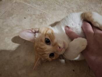 Tango G. -  Domestic Short Hair Cat for Adoption in West Peoria, Illinois - Tango G. | PetCurious