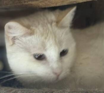 Rescue Siamese Cats for Adoption in Lee