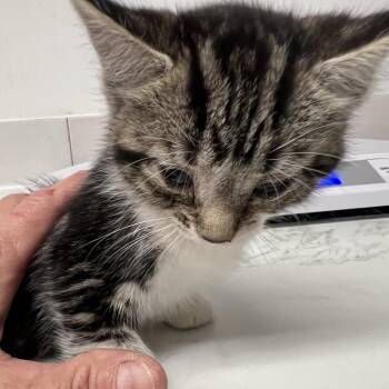 Domestic Long Hair Cats Available for Adoption in St. Louis, Missouri - Piggy Bank | PetCurious