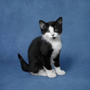 Cosmo -  Domestic Short Hair Cat for Adoption in Heber Springs, Arkansas - Cosmo | PetCurious