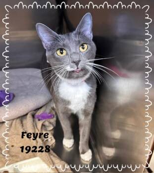 Domestic Short Hair and Russian Blue Cats Available for Adoption in Marietta, Georgia - FEYRE | PetCurious