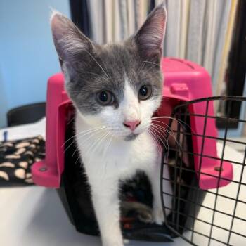 Sammy -  Domestic Short Hair Cat for Adoption in Walden, New York - Sammy | PetCurious