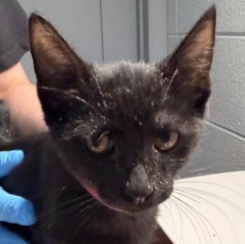 Abby -  Domestic Short Hair Cat for Adoption in Golden, Colorado - Abby | PetCurious