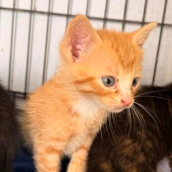 Domestic Short Hair Cats Available for Adoption - Chuckie | PetCurious