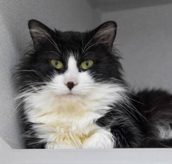 Domestic Medium Hair Cats Available for Adoption - Vortex | PetCurious