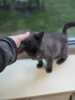 Beefy Mac -  Domestic Short Hair Cat for Adoption in Westland, Michigan - Beefy Mac | PetCurious