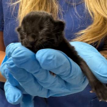 Domestic Short Hair Cats Available for Adoption in Greenville, South Carolina - Candace | PetCurious