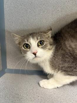 Domestic Short Hair Cats Available for Adoption in Aliquippa, Pennsylvania - PEARL | PetCurious