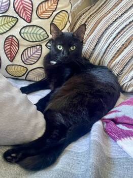 Rescue Domestic Short Hair Cats for Adoption in New York, New York - Magic | PetCurious