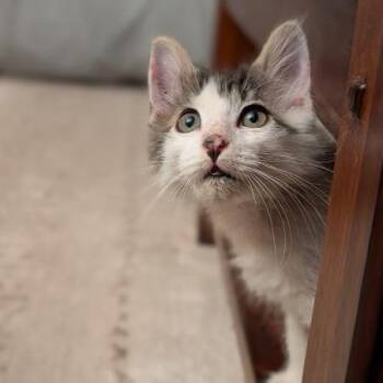 Flax w/ Poppy - In Foster! -  Domestic Medium Hair Cat for Adoption in Flagstaff, Arizona - Flax W/ Poppy - In Foster! | PetCurious
