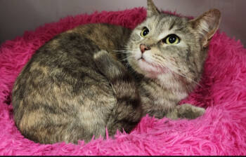 Rescue Domestic Short Hair Cats for Adoption in Rochester, New York - Cocoa Paws | PetCurious