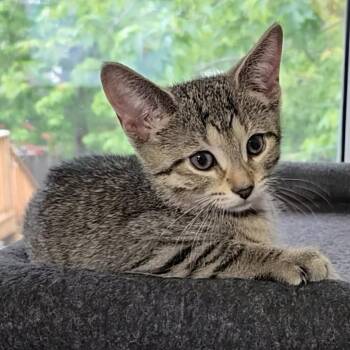 Mimosa -  Domestic Short Hair Cat for Adoption in Guelph, Ontario - Mimosa | PetCurious