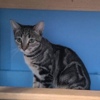 Ivy -  Domestic Short Hair Cat for Adoption in Elizabeth, Illinois - Ivy | PetCurious