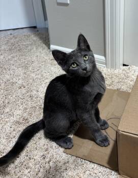 Bana -  Russian Blue Cat for Adoption in Woodinville, Washington - Bana | PetCurious