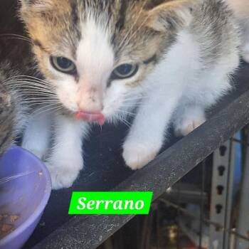 Domestic Short Hair Cats Available for Adoption in Madill, Oklahoma - Serrano | PetCurious