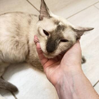 Sage -  Siamese and Domestic Short Hair Cat for Adoption in Houston, Texas - Sage | PetCurious
