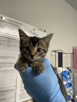 Fum -  Domestic Short Hair Cat for Adoption in Bolivar, Missouri - Fum | PetCurious