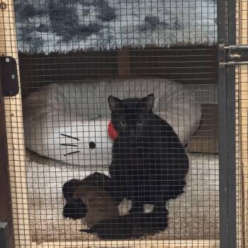 Domestic Short Hair Cats Available for Adoption in Lee