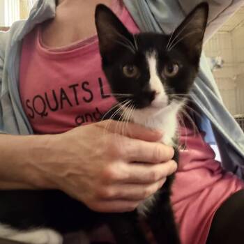 Penguin -  Tuxedo Cat for Adoption in Newark Valley, New York - Penguin | PetCurious