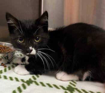 Oynx -  Domestic Short Hair Cat for Adoption in Logan, Utah - Oynx | PetCurious