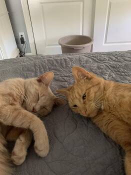 Louise -  Domestic Short Hair Cat for Adoption in Spring City, Pennsylvania - Louise | PetCurious