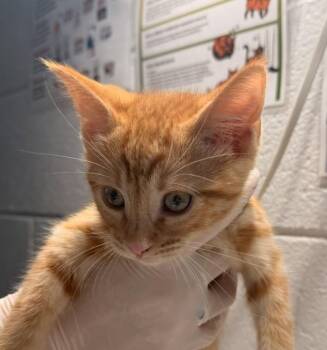 Flakes -  Domestic Short Hair Cat for Adoption in Golden, Colorado - Flakes | PetCurious