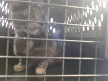 A478656 -  Domestic Short Hair Cat for Adoption in Oklahoma City, Oklahoma - A478656 | PetCurious