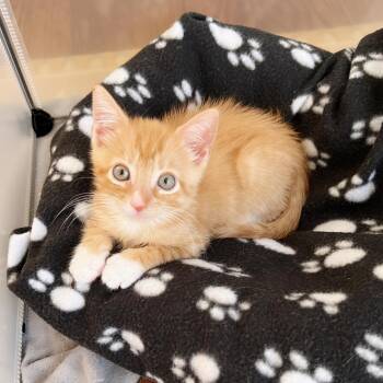 Fuzzy Navel -  Domestic Short Hair Cat for Adoption in Jersey City, New Jersey - Fuzzy Navel | PetCurious