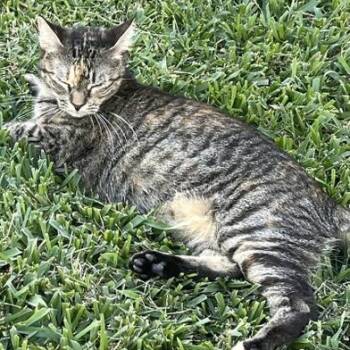 Rescue Torbie and Domestic Short Hair Cats for Adoption in Liverpool, Texas - Aurora | PetCurious
