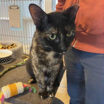Domestic Short Hair Cats Available for Adoption in Prescott, Arizona - May | PetCurious