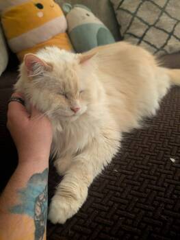Domestic Long Hair Cats Available for Adoption - Cracker (Courtesy Post) | PetCurious
