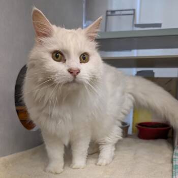 Domestic Long Hair Cats Available for Adoption in Buchanan Dam, Texas - VIP / Snowball | PetCurious