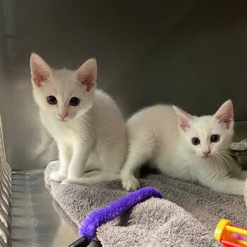 Domestic Short Hair Cats Available for Adoption in San Jacinto, California - Snow | PetCurious