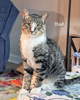 Domestic Short Hair Cats Available for Adoption - Bud | PetCurious