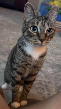 Rescue Domestic Short Hair Cats for Adoption in Chelsea, Vermont - Kanga | PetCurious