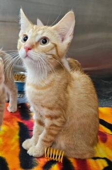 KC -  Domestic Short Hair Cat for Adoption in Elyria, Ohio - KC | PetCurious