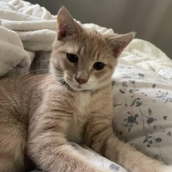 Trinidad Scorpion -  Domestic Short Hair Cat for Adoption in Richmond, Virginia - Trinidad Scorpion | PetCurious