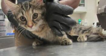 Honey (628) -  Domestic Medium Hair Cat for Adoption in Marietta, Georgia - Honey (628) | PetCurious