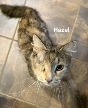 Domestic Long Hair Cats Available for Adoption in Chicopee, Massachusetts - Hazel | PetCurious