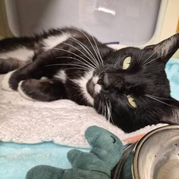 Domestic Short Hair Cats Available for Adoption in South Elgin, Illinois - Milpies | PetCurious